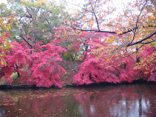 弘前城菊と紅葉まつり.JPG