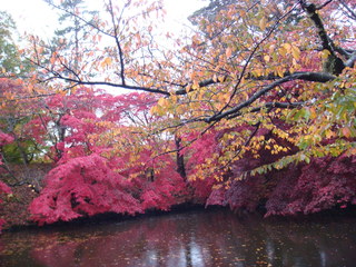 弘前城菊と紅葉まつり.JPG